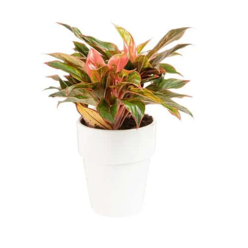 591141eeaa942282aa7d1d849139fb382d2e9974_1553248 Aglaonema pot Ø18xH45 cm