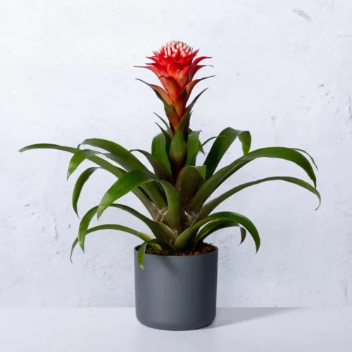 bromelia-guzmania-hope Ananas ornemental Bromelia