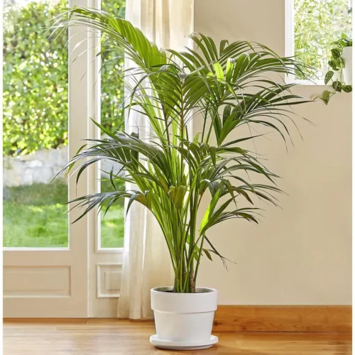 fc4fbc4bbb294858f32516d407a81e3994d53d22_1523987 Kentia. Le pot de 31 cm