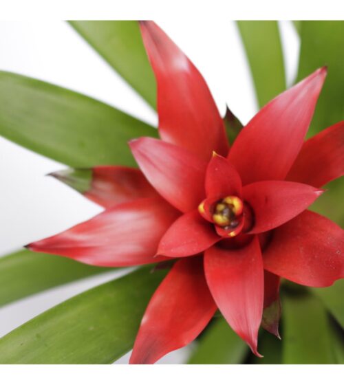guzmania (1) Ananas ornemental Bromelia