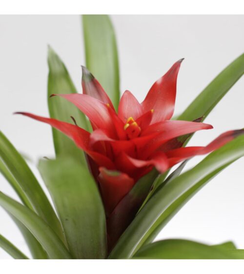 guzmania (2) Ananas ornemental Bromelia