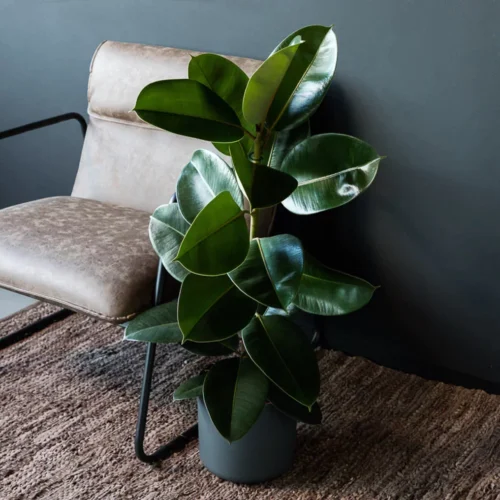 rubberboom-ficus-elastica-robusta-kamer Caoutchouc Ficus elastica « Robusta » 45 cm