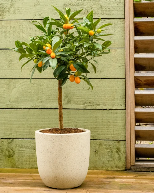 KumquatTree1_1100x Kumquat, arbre de patio
