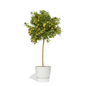Grand_clementinier-calamondin-pot_plastique_recycle_elho-blanc-paris_pousse_800x Citrus Calamondin 160cm