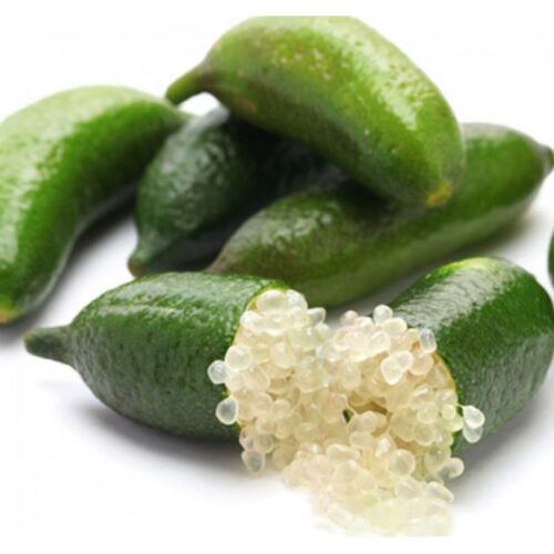 citron-caviar-microcitrus-australasica-14-tige-h7080cm-pot-de-20 Citronnier Caviar 60 cm