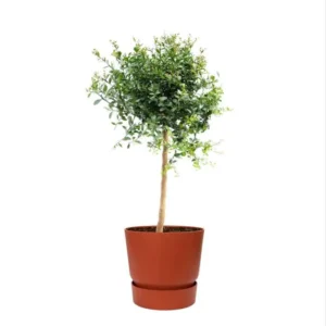 fruit-citron-caviar-en-elho-pot-plastique-rouge Citronnier Caviar 60 cm
