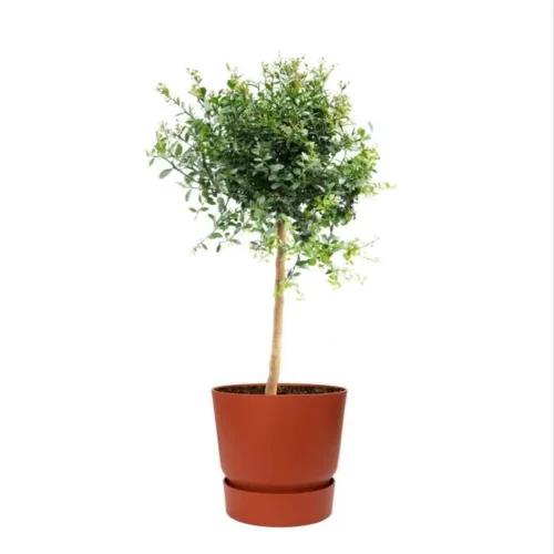fruit-citron-caviar-en-elho-pot-plastique-rouge Citronnier Caviar 60 cm
