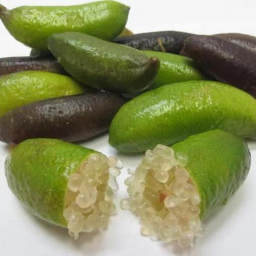 microcitrus-australasica-citron-caviar-lime-d-australie Citronnier Caviar 60 cm